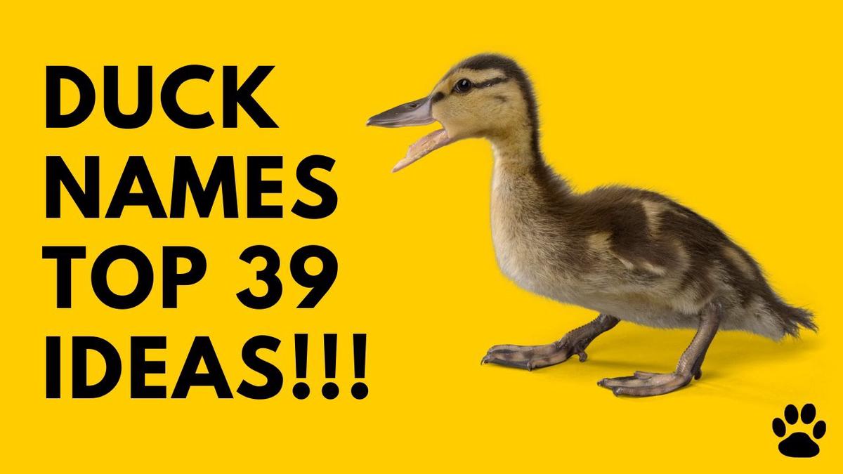 duck-names-39-cute-best-ideas