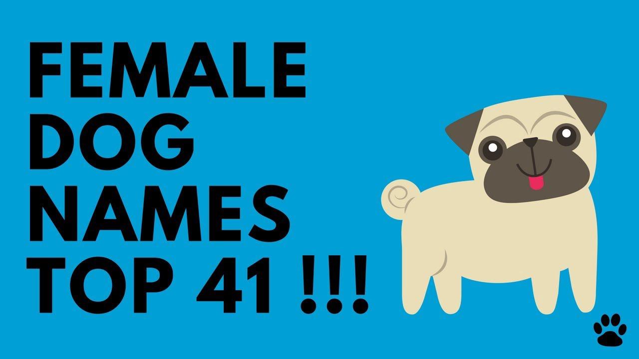 'Video thumbnail for Female Dog Names & Top 41 Best Ideas You Will LOVE'