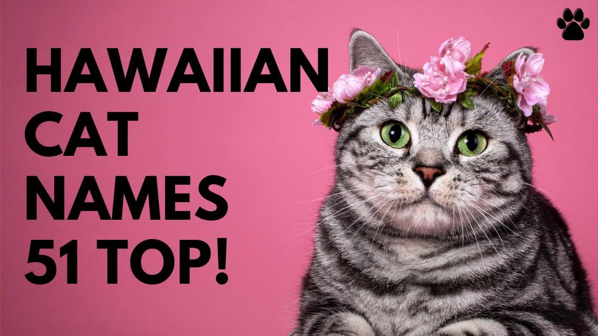 'Video thumbnail for Hawaiian Cat Names 51 BEST & TOP & CUTE Ideas'