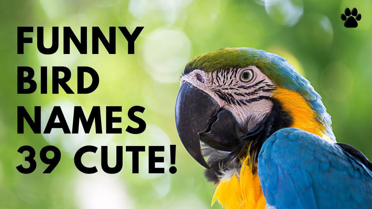 'Video thumbnail for Funny Bird Names 39 CUTE & TOP & BEST Ideas'