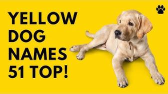 'Video thumbnail for Yellow Dog Names 51 BEST & CUTE & TOP Ideas'