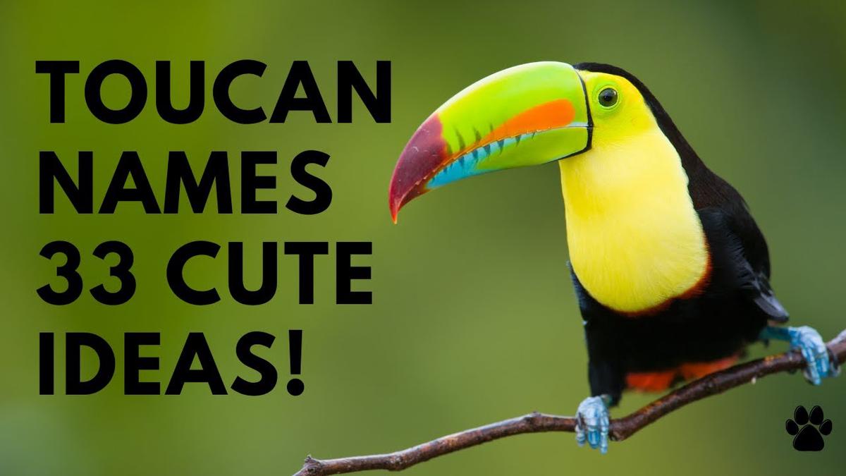 'Video thumbnail for Toucan Names 33 CUTE & BEST & TOP Bird Names '