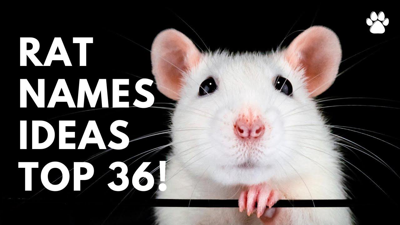 'Video thumbnail for Rat Names 36 TOP & BEST Ideas For Pet Rat'