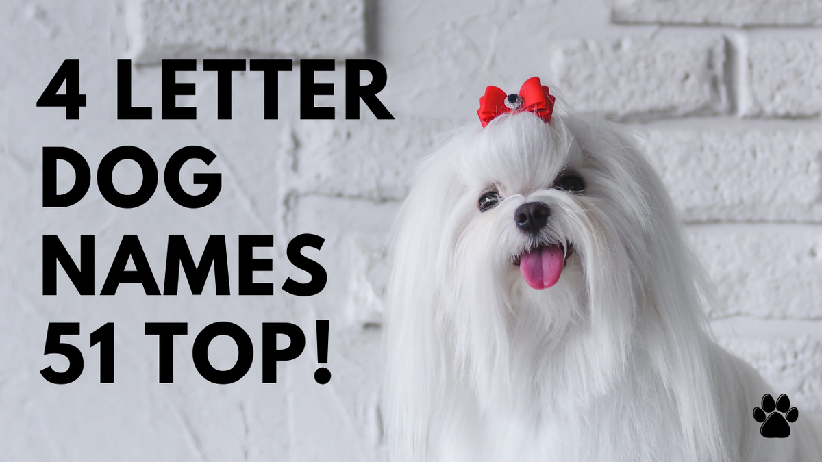 4 Letter Dog Names 51 SHORT TOP CUTE Ideas
