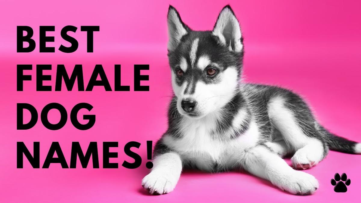 'Video thumbnail for Best Female Dog Names 46 BEST & CUTE Names Ideas'
