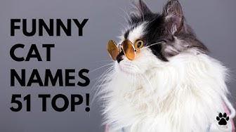 'Video thumbnail for Funny Cat Names 51 FUNNIEST & BEST & CUTE Ideas'