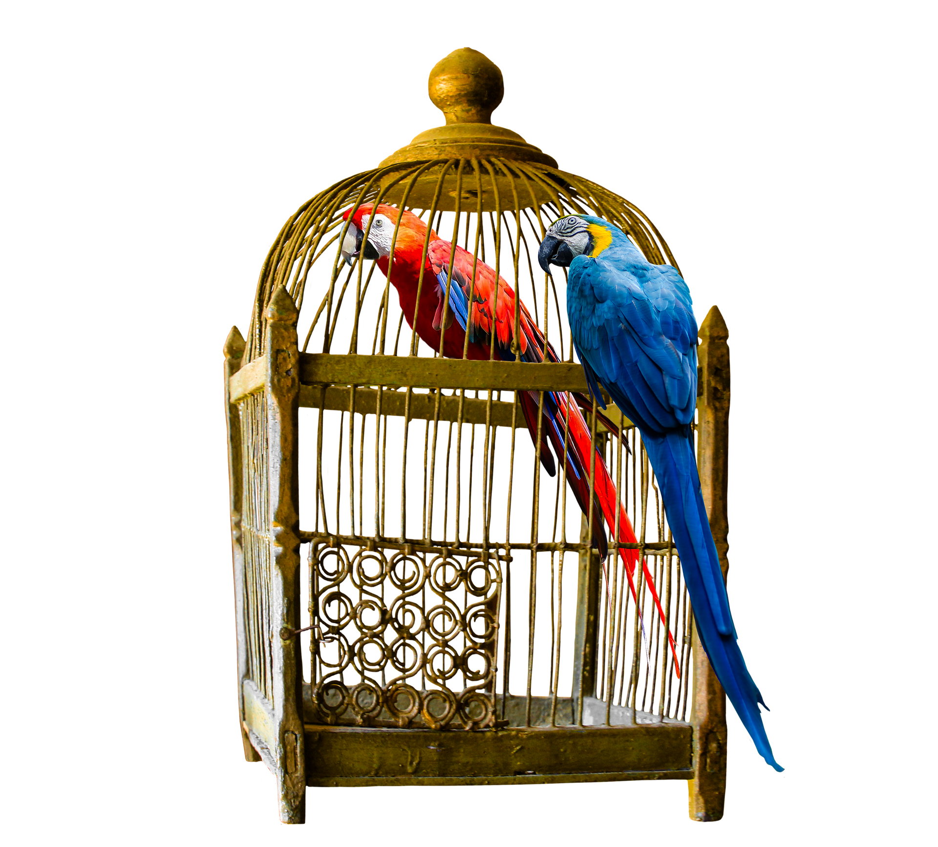 large-bird-cage