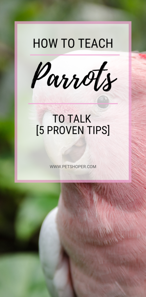 How to Teach Parrots to Talk