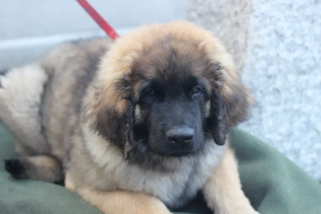 caucasian shepherd dog