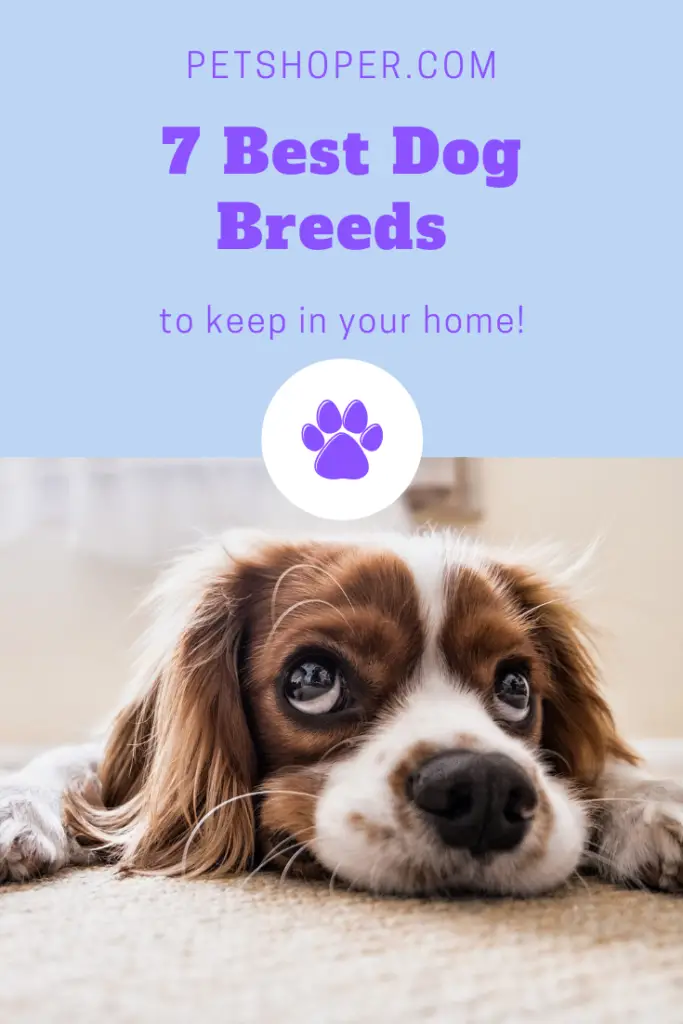 Best Dog Breeds pin