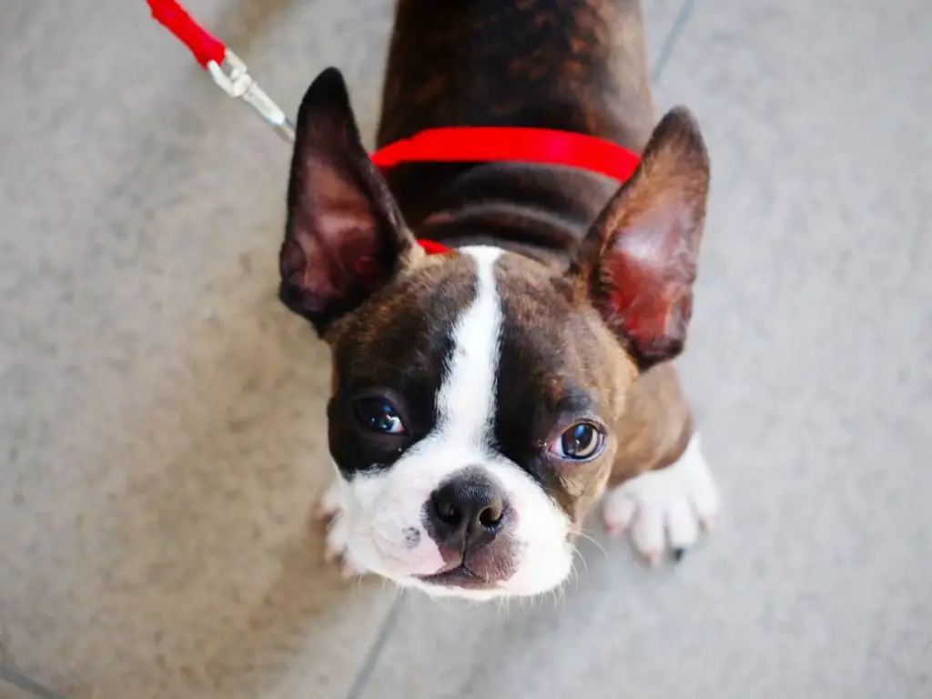 Boston Terrier 