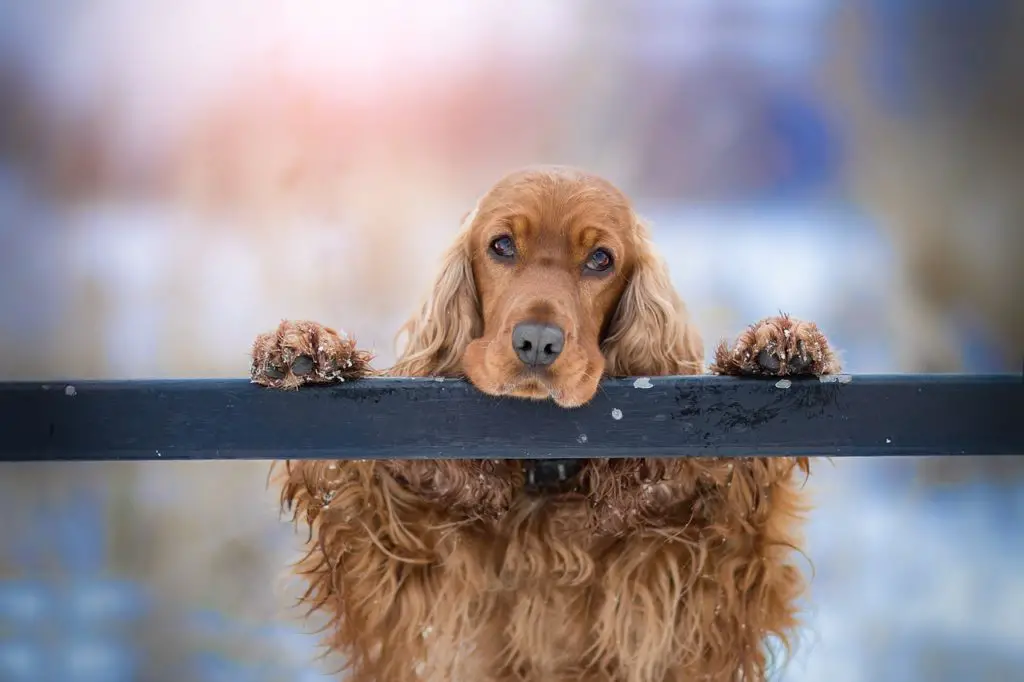 Cocker Spaniel