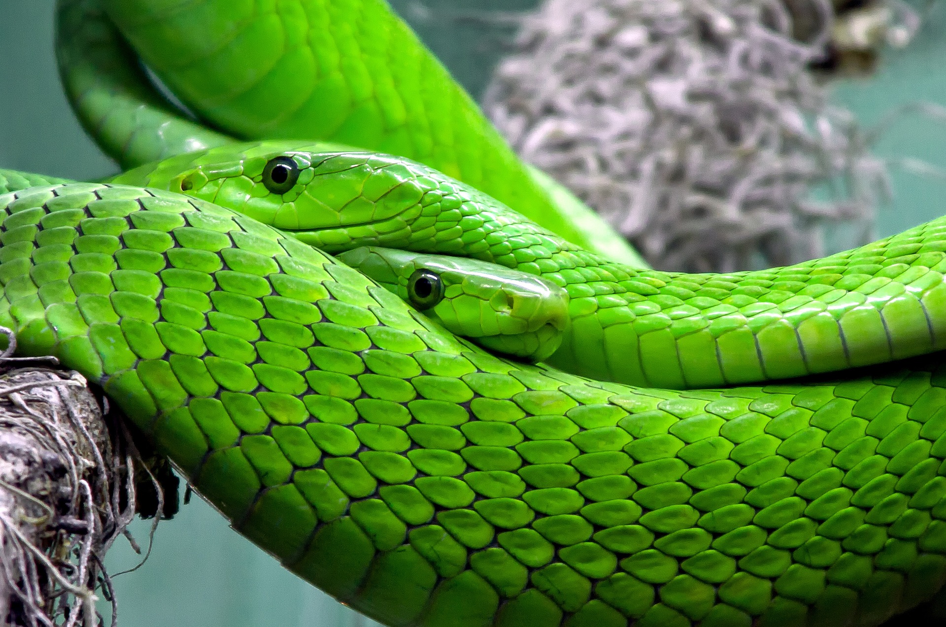  160 Best Snake Names Badass Popular with Video PetShoper