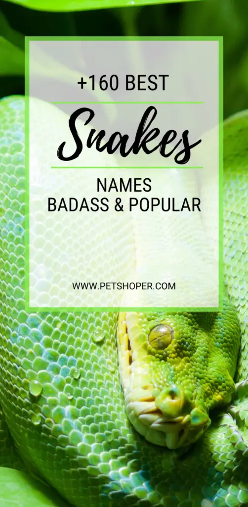 snakes names pin