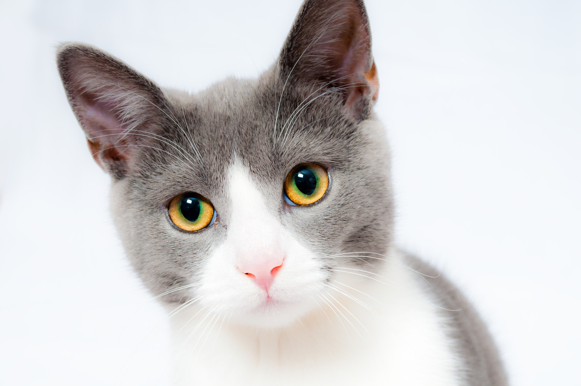 How To Keep Cats Teeth Clean How To Keep Cats Teeth Clean