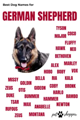 German Shepherd Names TOP- Best List [Male, Female] - PetShoper