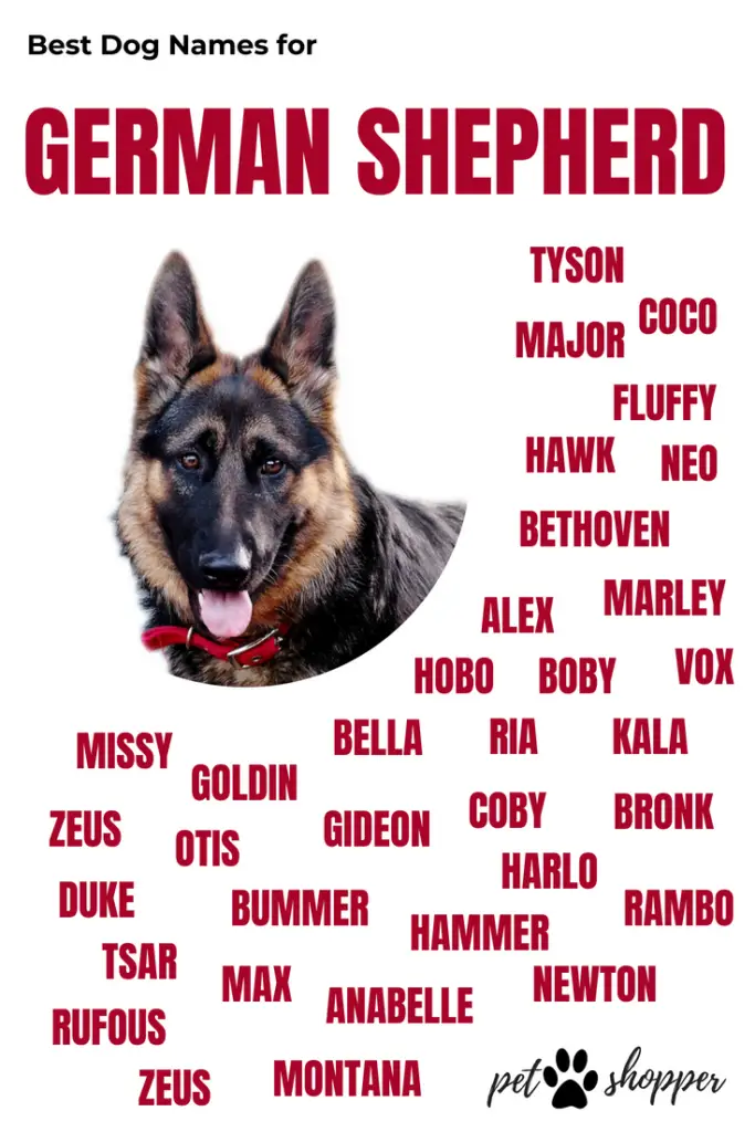 German Shepherd Names TOP Best List [Male, Female]