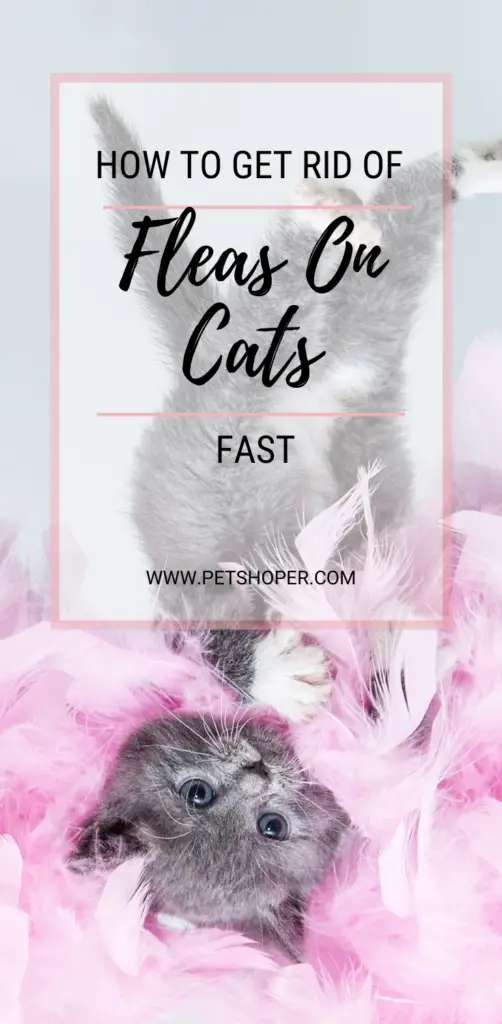 How To Get Rid Of Fleas On Cats Fast pin