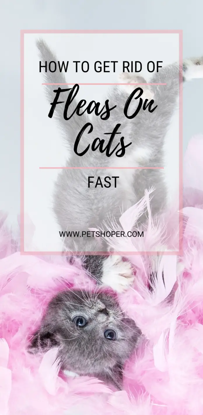 How To Get Rid Of Fleas On Cats Fast And Almost Naturally Petshoper
