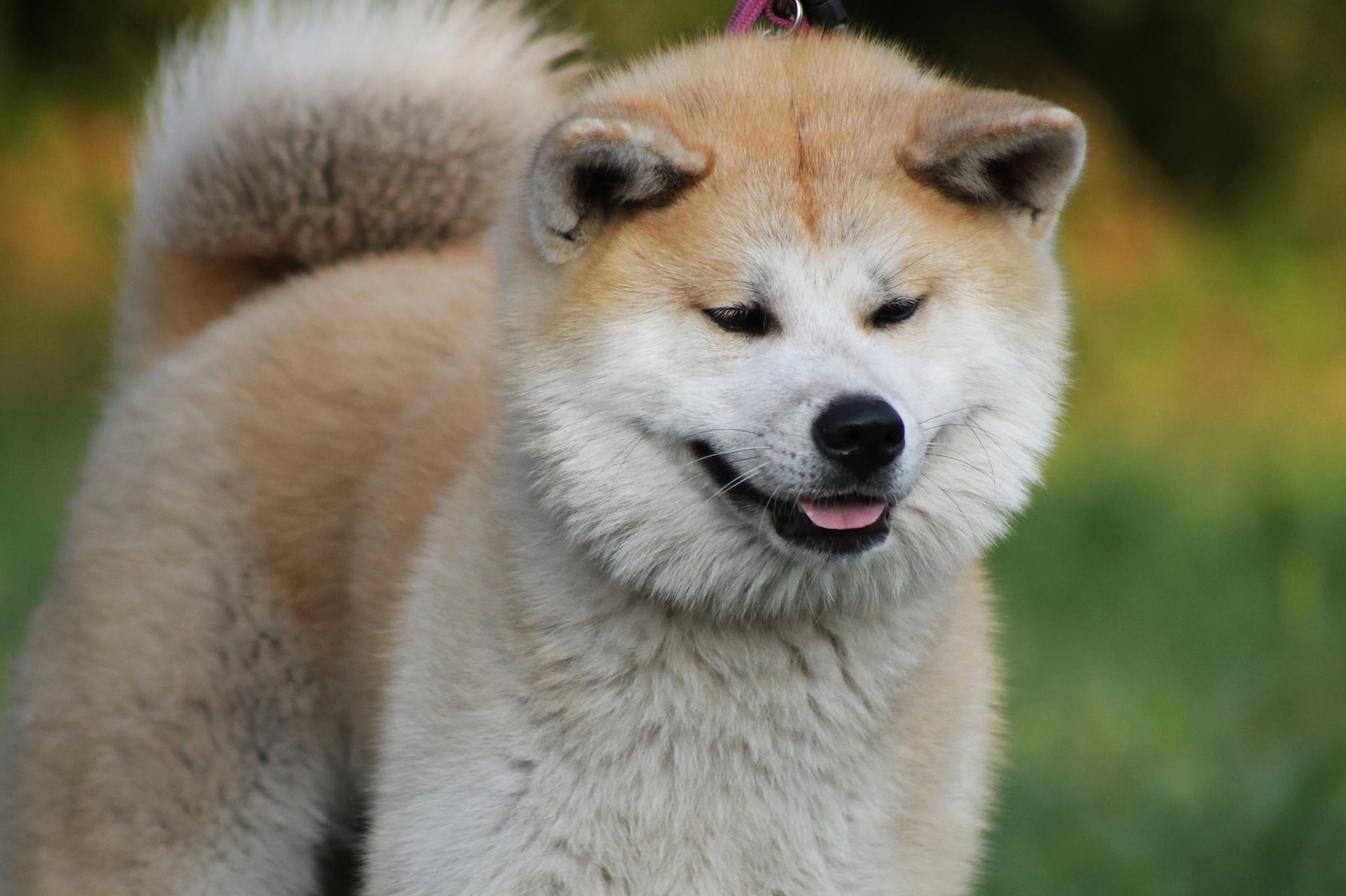 japanese dog names akita