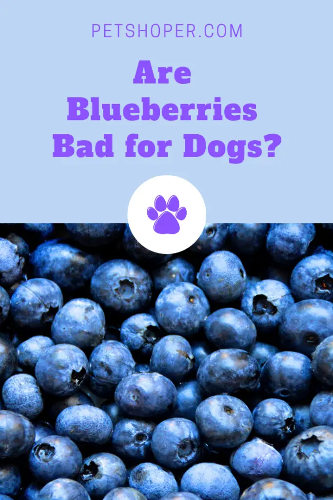 are blueberries bad for dogs 