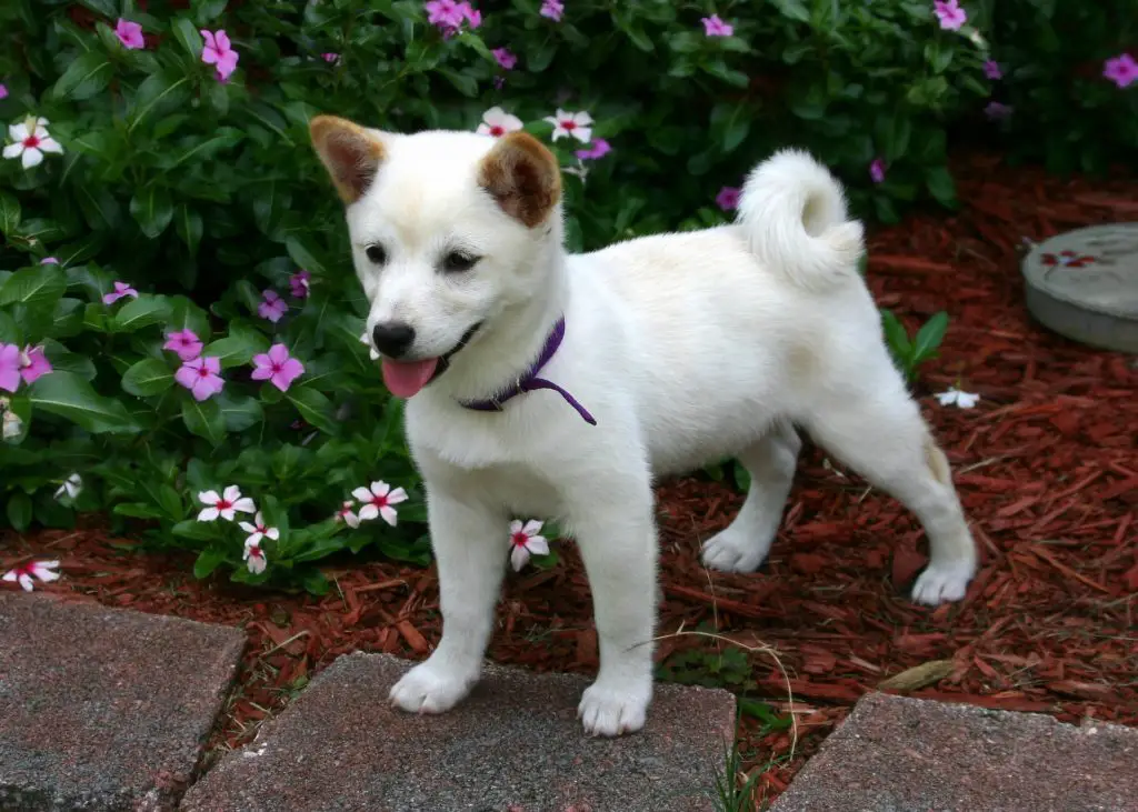 shiba-inu