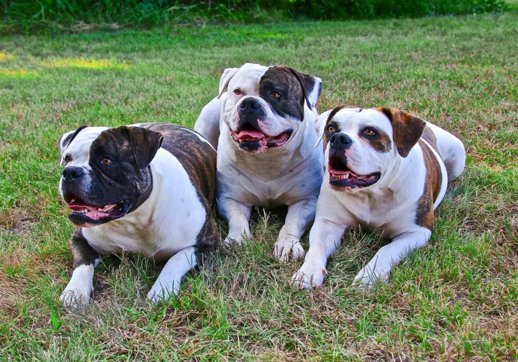 American bulldogs