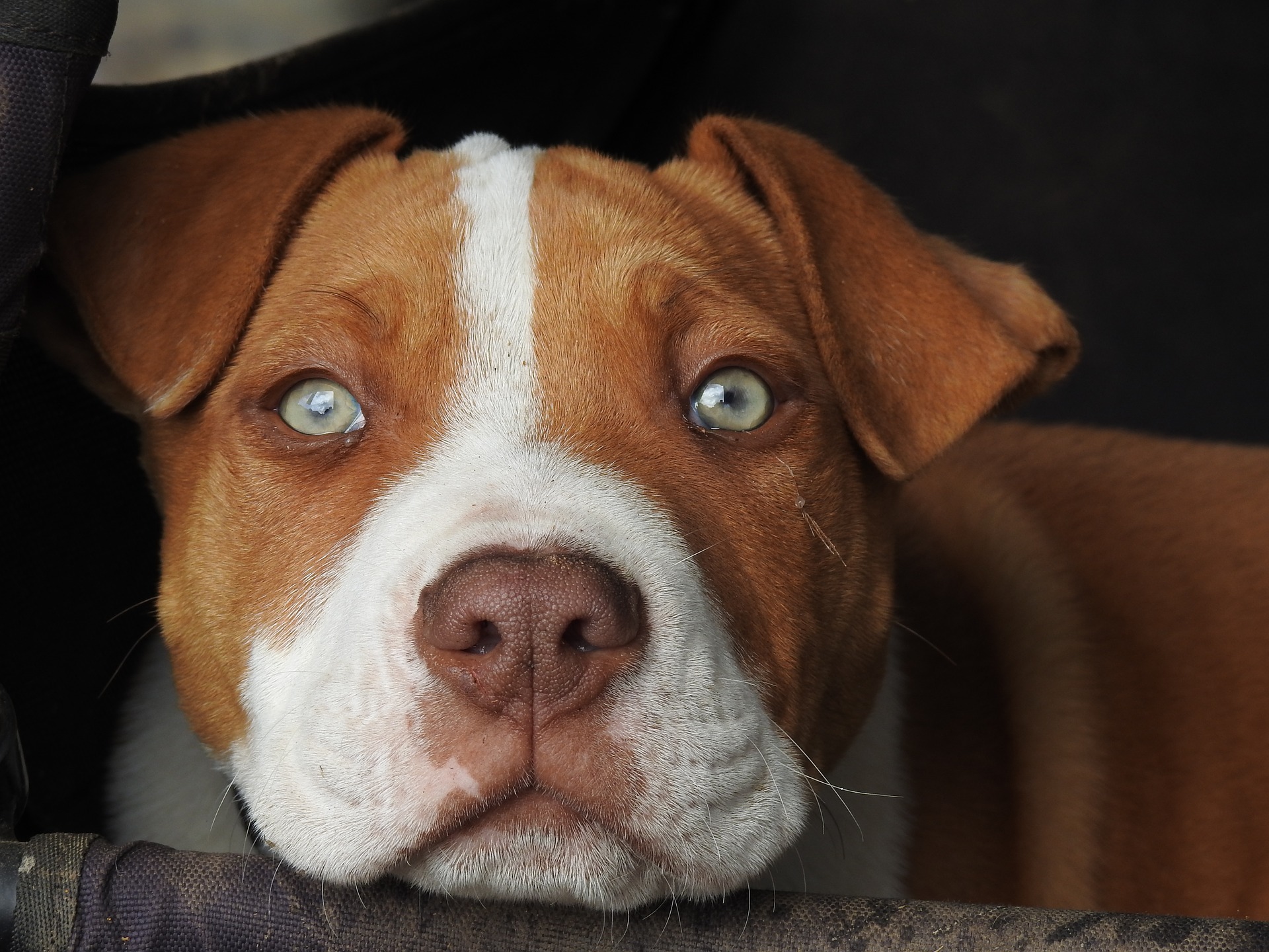 red nose pitbull information