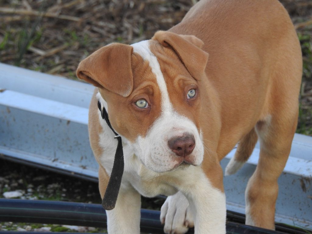 Red Nose Pitbull puppies