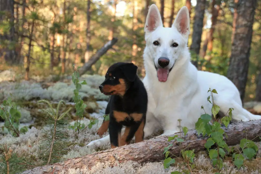 White German Shepherd 2