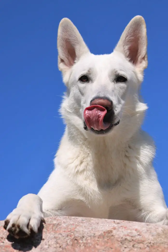 White German Shepherd Dog Amazing Facts PetShoper   White German Shepherd 696x1044 