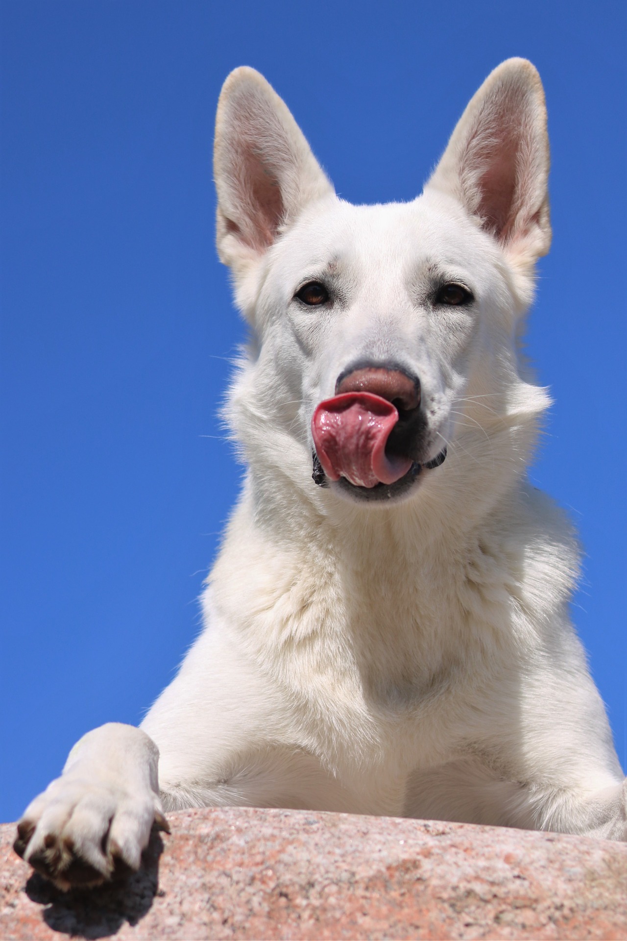 White German Shepherd Dog (Amazing Facts) | PetShoper