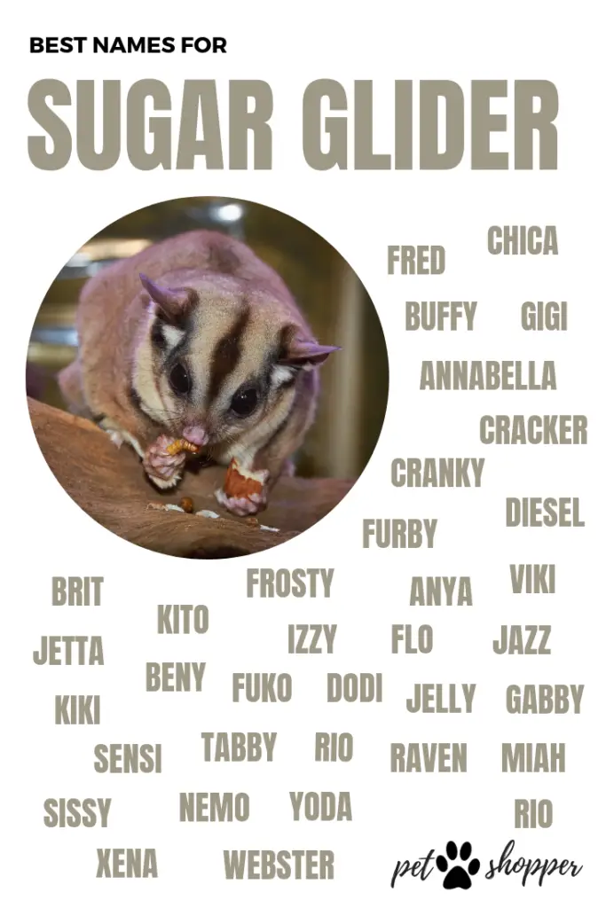 names for sugar glider pin