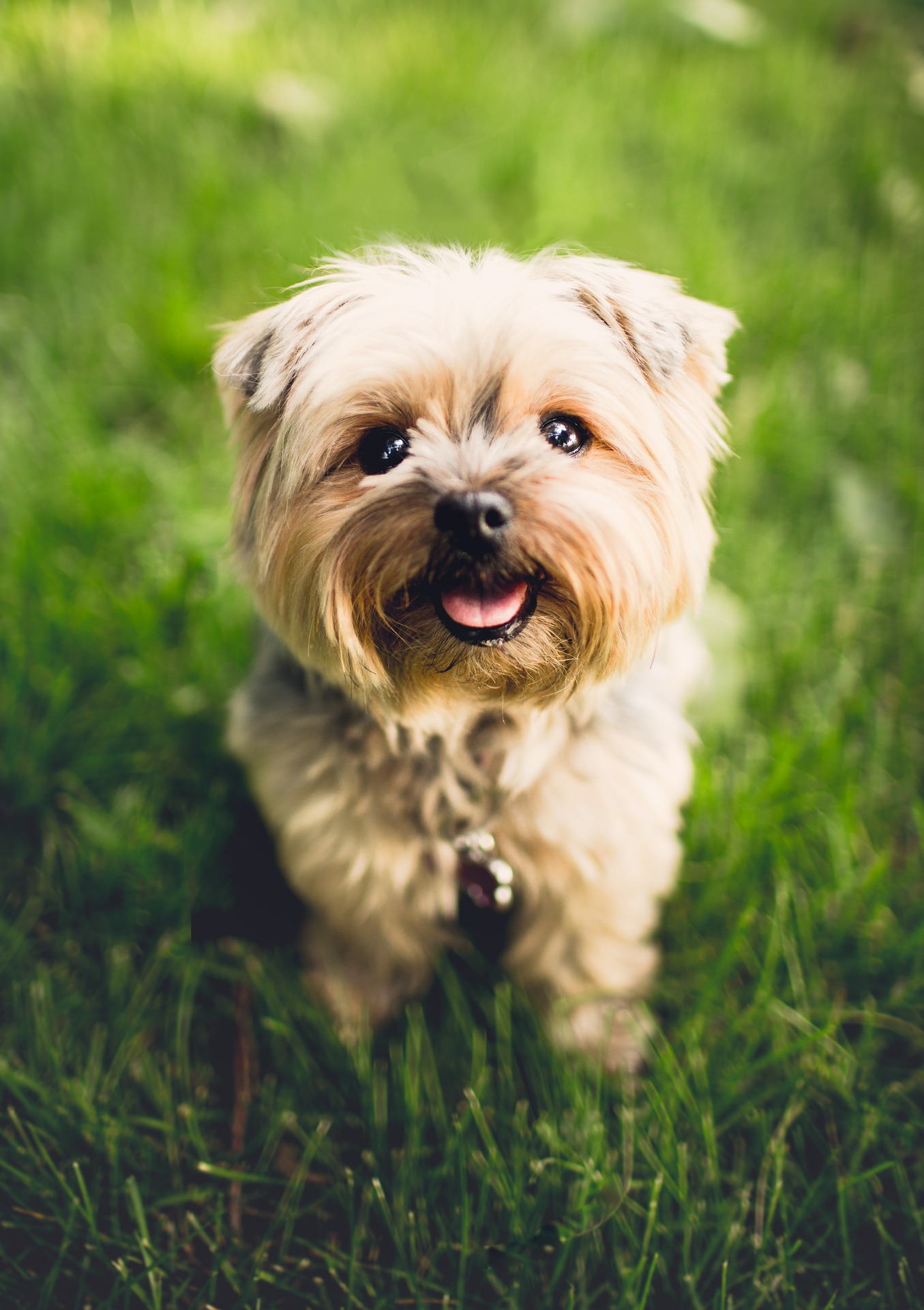 Unique Spanish Names For Dogs Male