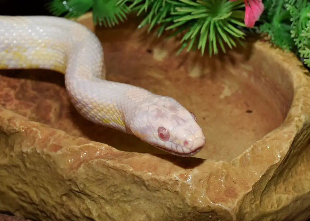 ALBINO CORN SNAKE