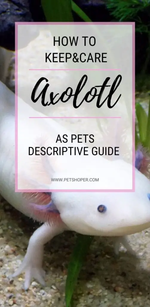 Axolotl As Pets pin