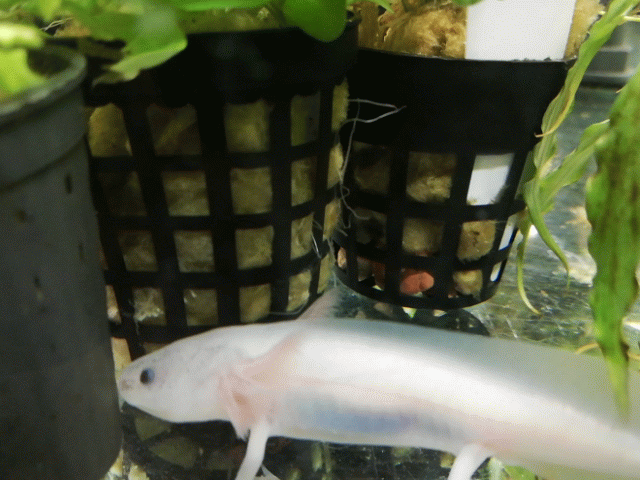 Axolotl As Pets