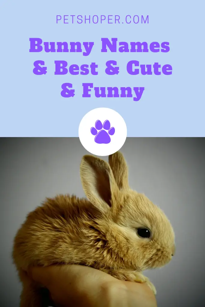 Bunny Names 