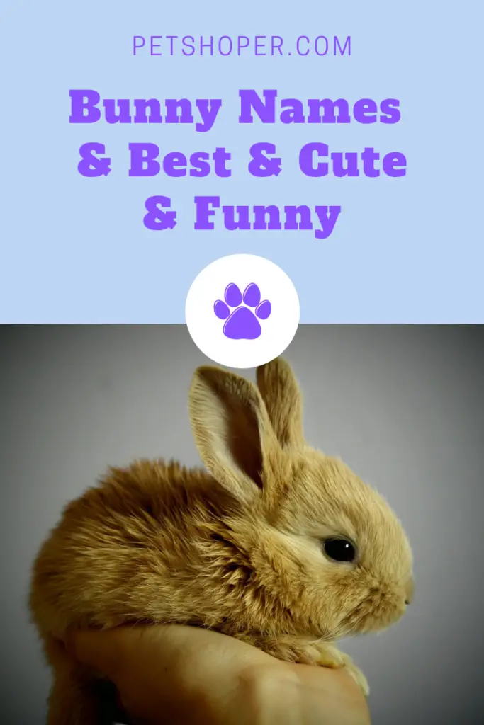 Bunny Names Best List 150 Cute Funny Names PetShoper