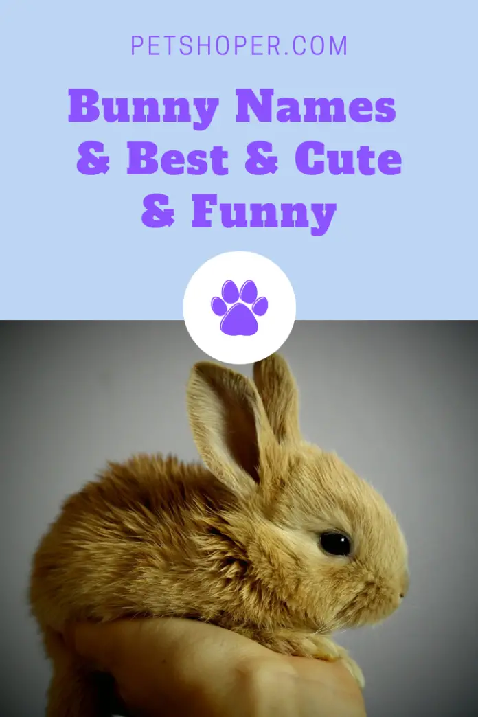 Bunny Names Best List + 150 Cute & Funny Names