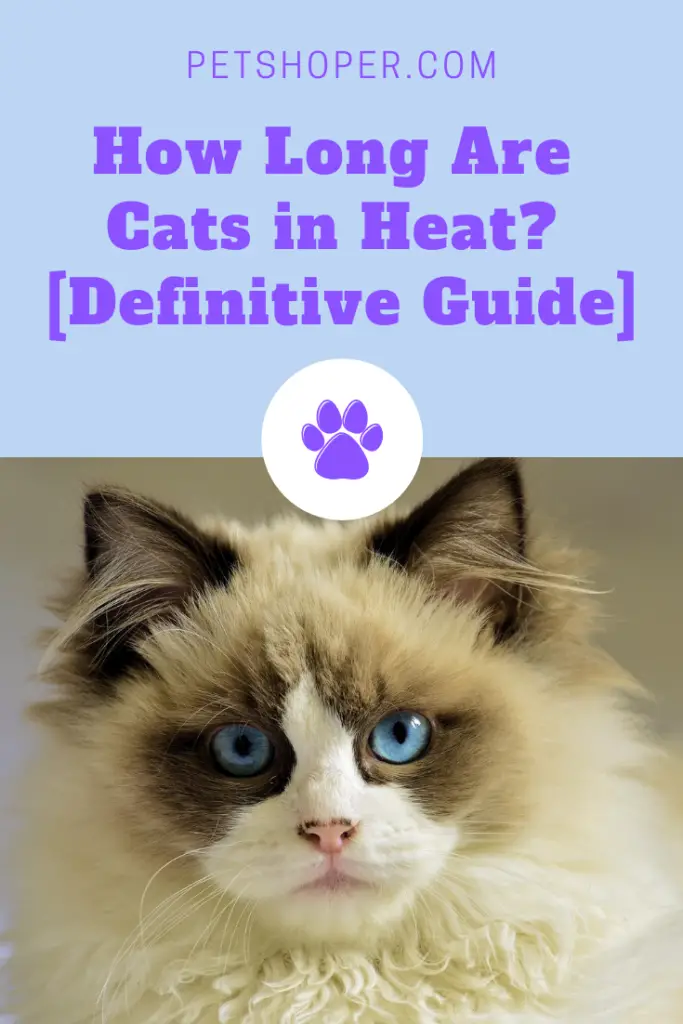 How Long Are Cats in Heat? [A Definitive Guide]