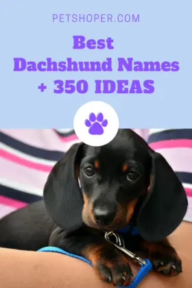 Dachshund Names Best + 350 Ideas For Naming Your Dog - PetShoper