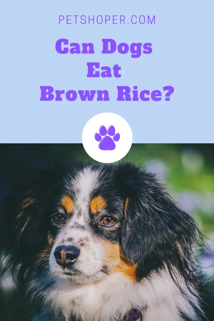 Can Dogs Eat Brown Rice