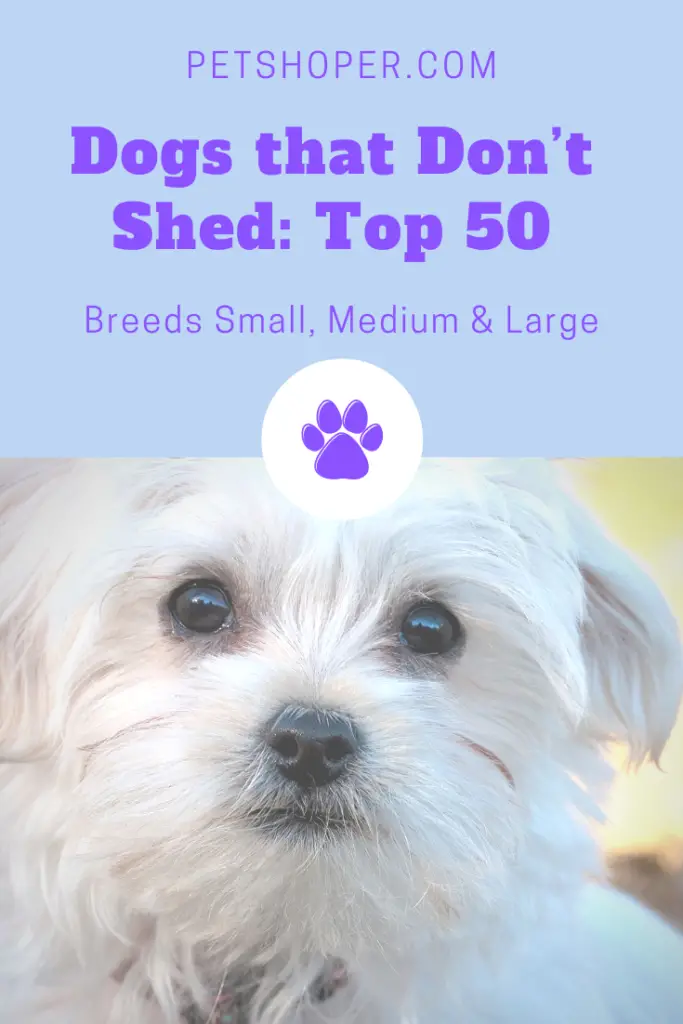 Dogs that Don’t Shed: Top 50 Breeds Small, Medium & Large - PetShoper