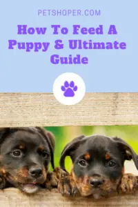 How To Feed A Puppy Best Schedules & Ultimate Guide - PetShoper