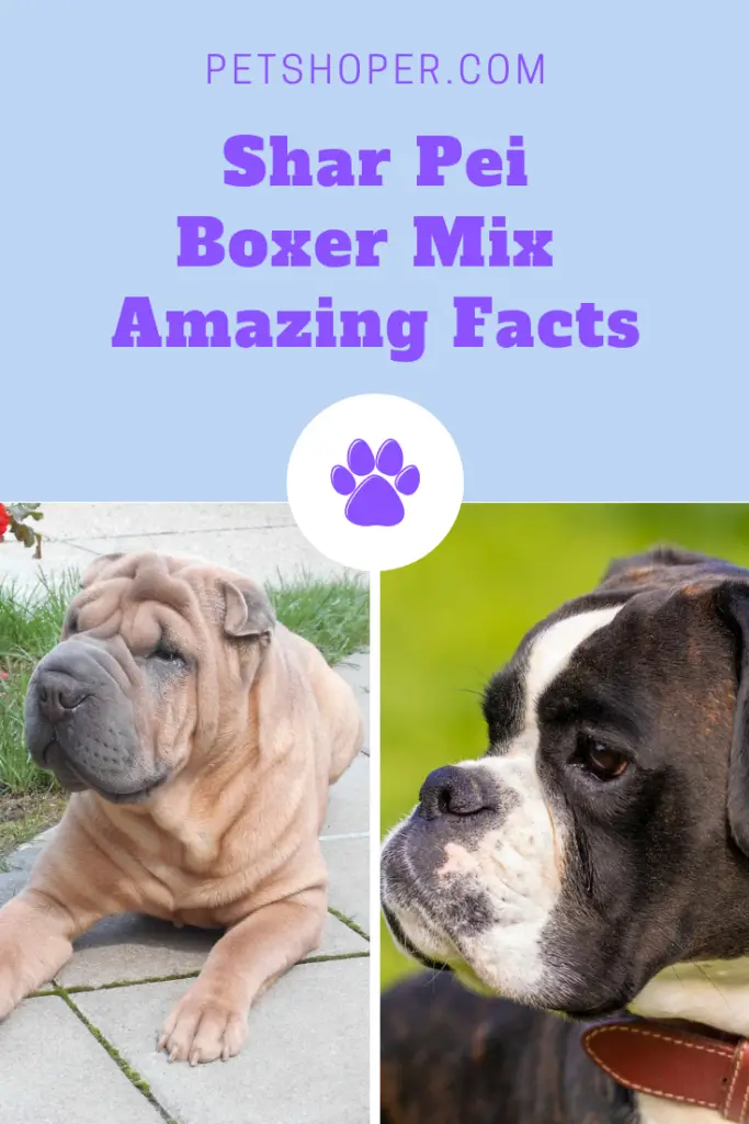 shar pei boxer mix