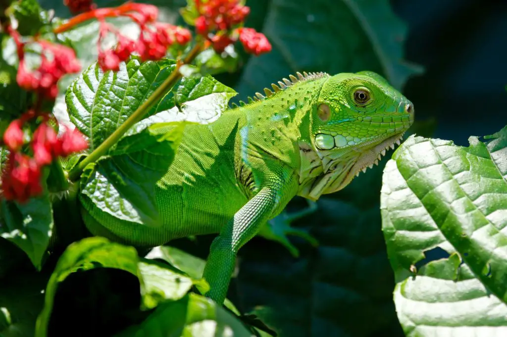 BADASS IGUANA LIZARD NAMES