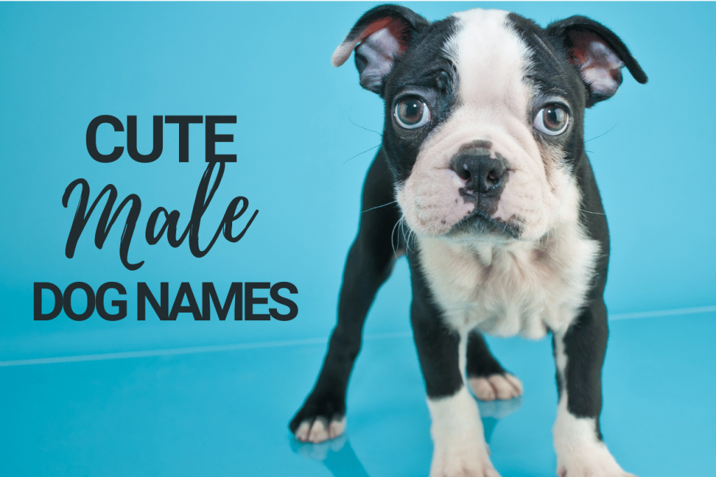 Cute Male Dog Names 