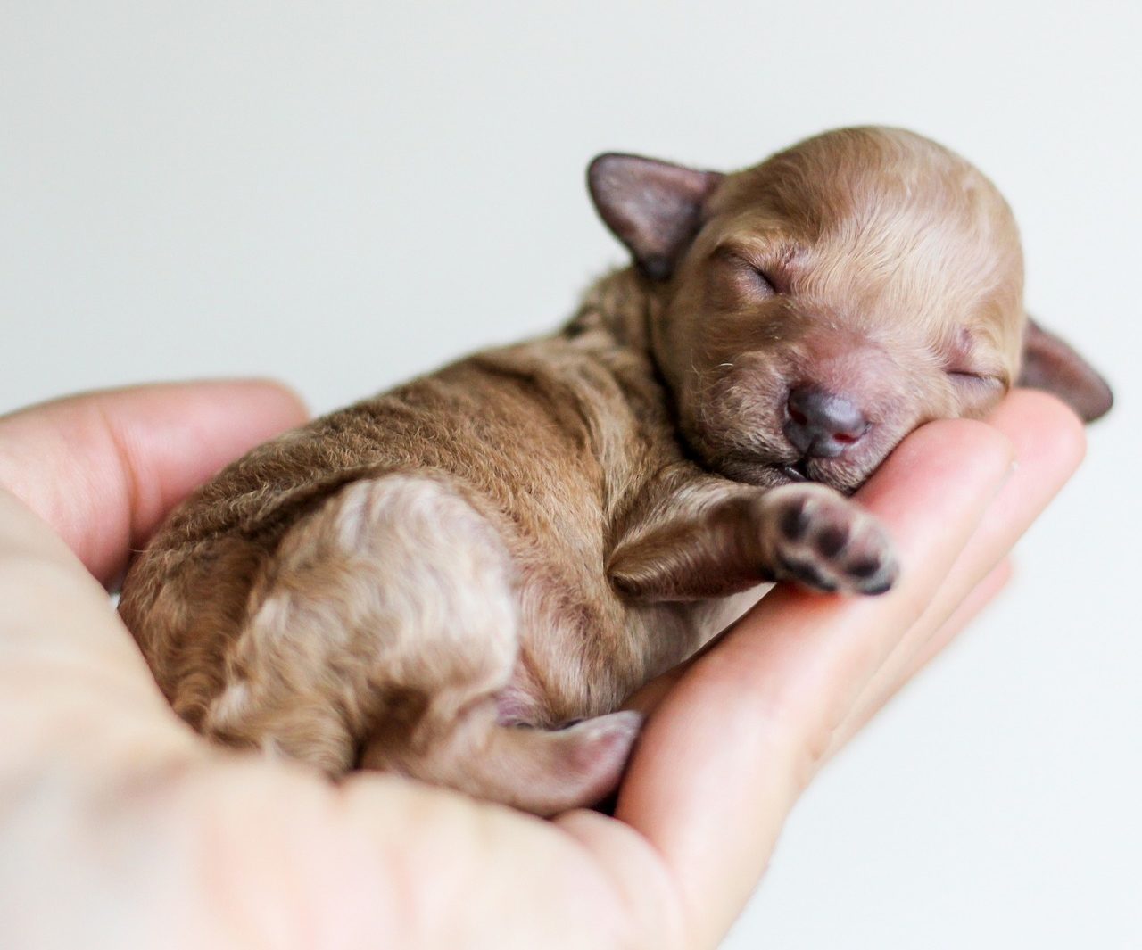 Male Dog In Spanish Names