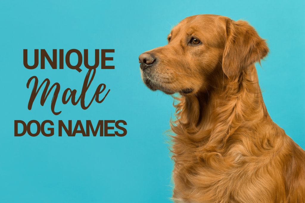 Unique Male Dog Names